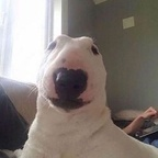 Free access to amaaterasuu Leaks OnlyFans 

 profile picture