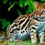 Download ashling OnlyFans videos and photos for free 

 profile picture