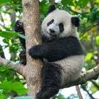 Bear (big_panda) Leaked OnlyFans 

 profile picture
