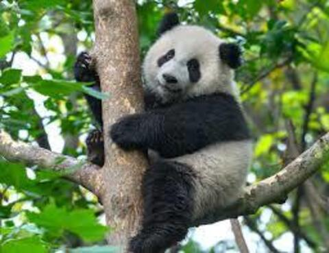 Header of big_panda