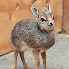 bob_lablah (Robert Lablah) free OnlyFans content 

 profile picture