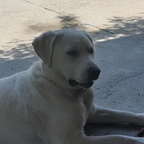 cosmina (Cosmina) OnlyFans content 

 profile picture