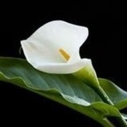 cyprus OnlyFans Leak 

 profile picture