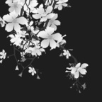 dixxie OnlyFans Leaks 

 profile picture