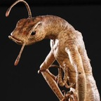 eurayca OnlyFans Leaks 

 profile picture