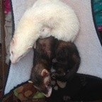 ferret (Ferret) free OnlyFans Leaked Videos and Pictures 

 profile picture