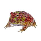 froggo123 OnlyFans Leaked Photos and Videos 

 profile picture