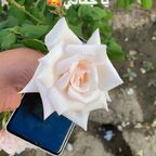 Download gcc_boys OnlyFans videos and photos for free 

 profile picture