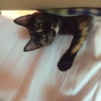 katthecatlady (OnlyCats) free OnlyFans Leaks 

 profile picture
