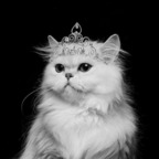 kitty-queen (kitty KQ) OnlyFans Leaked Videos and Pictures 

 profile picture