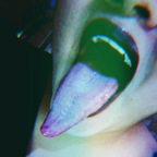 Tonguequeen lupitahellqueeen Leaks OnlyFans 

 profile picture