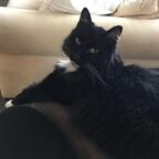 mittens OnlyFans Leak 

 profile picture