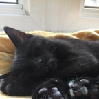 Shera  Nigiri nigiri Leaked OnlyFans 

 profile picture