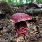 Onlyfans leaked paulstalemints 

 profile picture