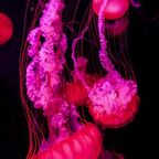 pinkumonsutta (Chrysalis) OnlyFans Leaks 

 profile picture