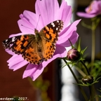 rowena (RowenaLongbottom) free OnlyFans Leaks 

 profile picture