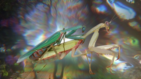 Header of selva