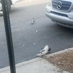 Download sleepless OnlyFans leaks for free 

 profile picture