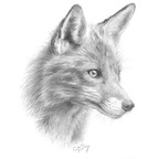 Onlyfans leak wildxfox 

 profile picture