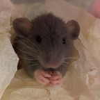 yourmom06 (Man I love rats(milr)) free OnlyFans Leaked Videos and Pictures 

 profile picture